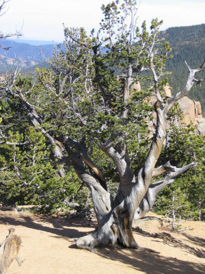 Wind worn tree