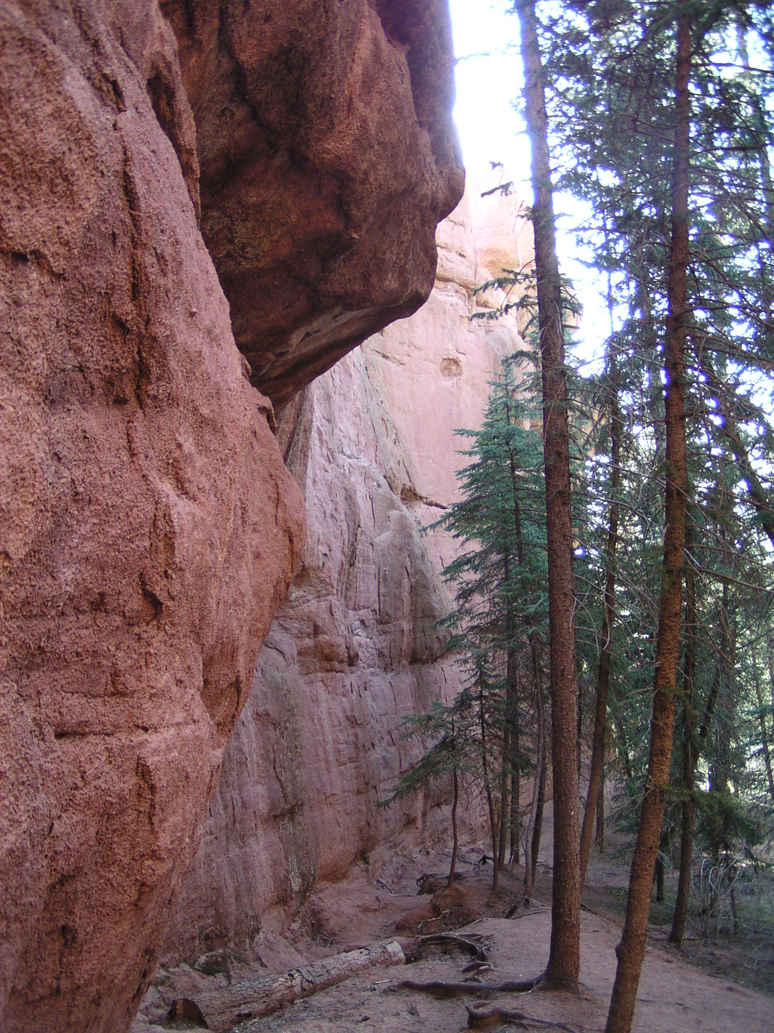 Trees and Rock wall
